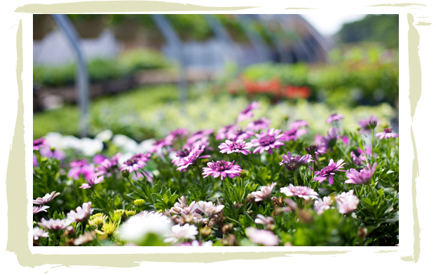 Flower Nurseries