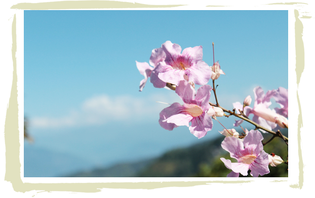 Kalimpong Travel Guide